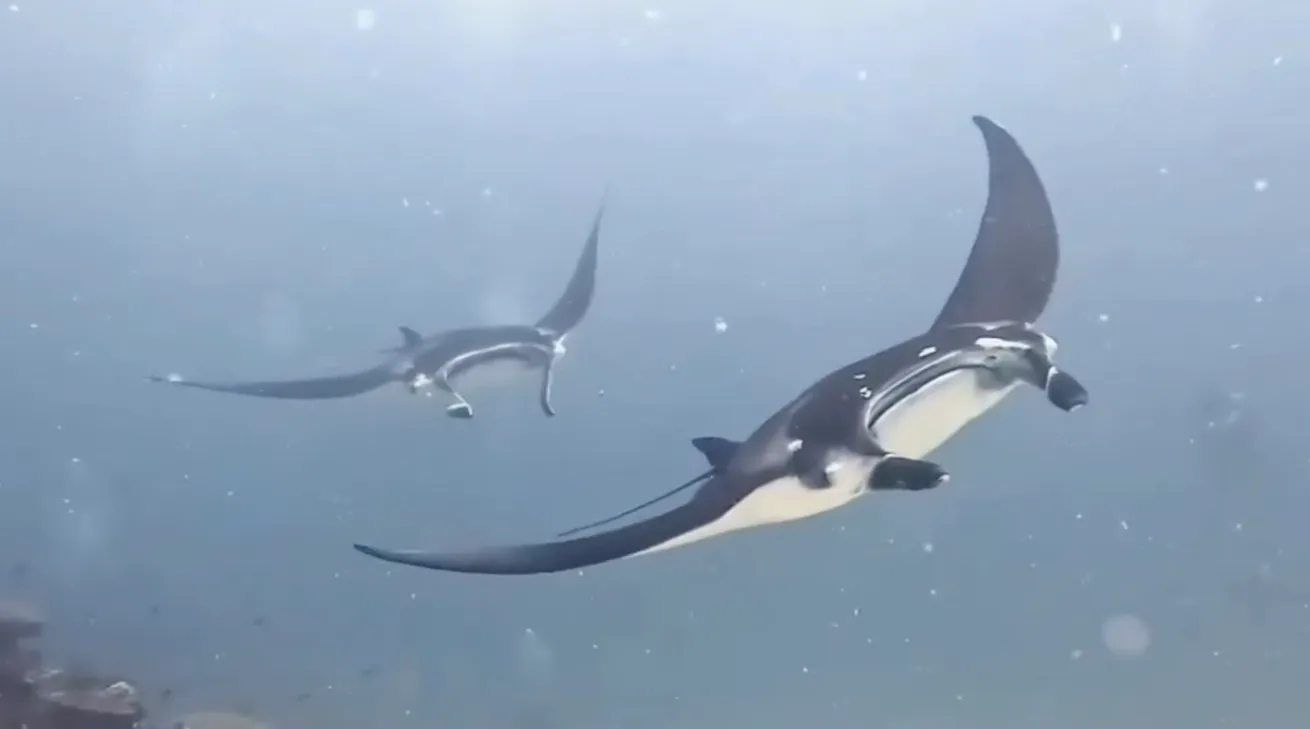 Soaring with manta rays in their underwater world.