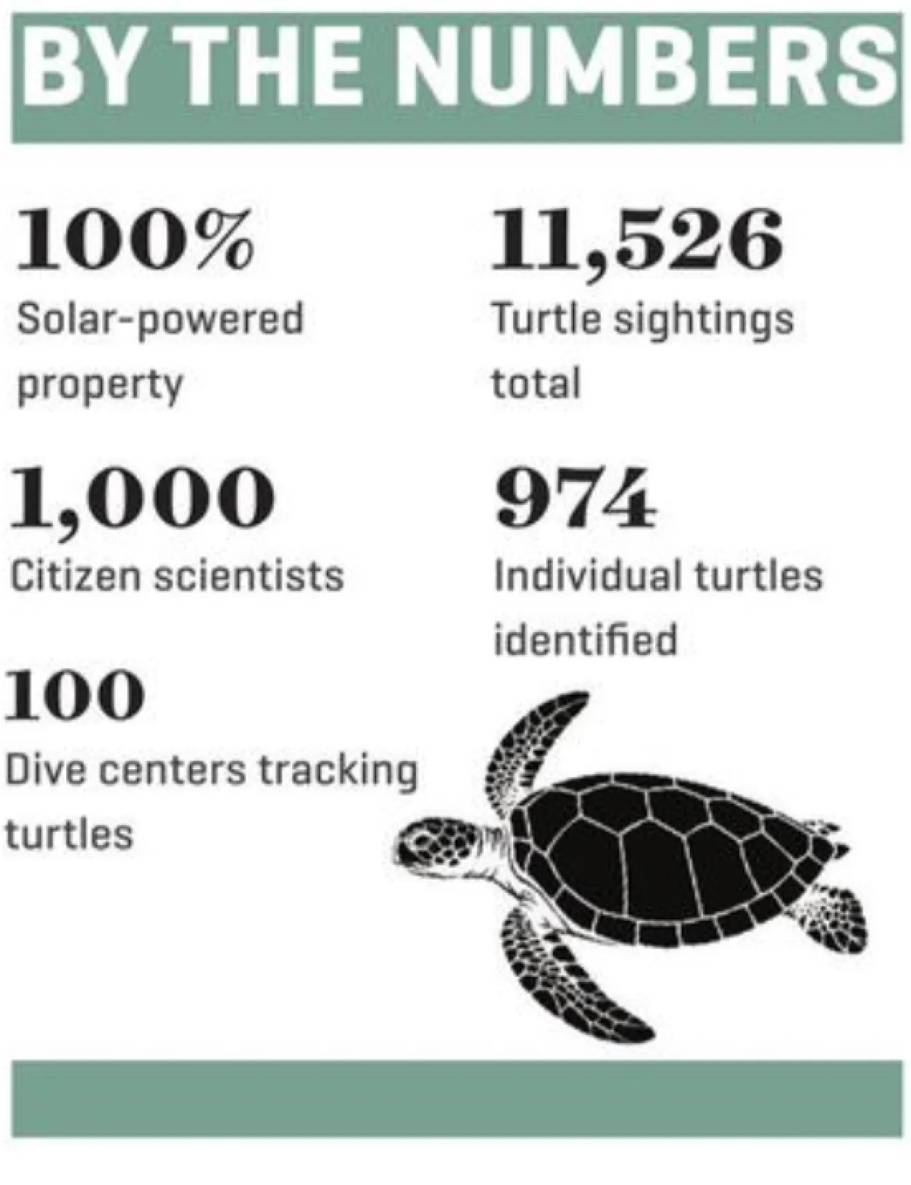 info graphic of turtle conservation in red sea egypt