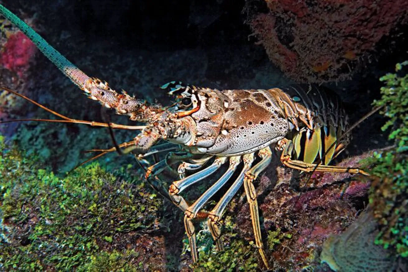 Their long antennae ward off predators, while smaller antennules detect movement and chemicals in the water.
