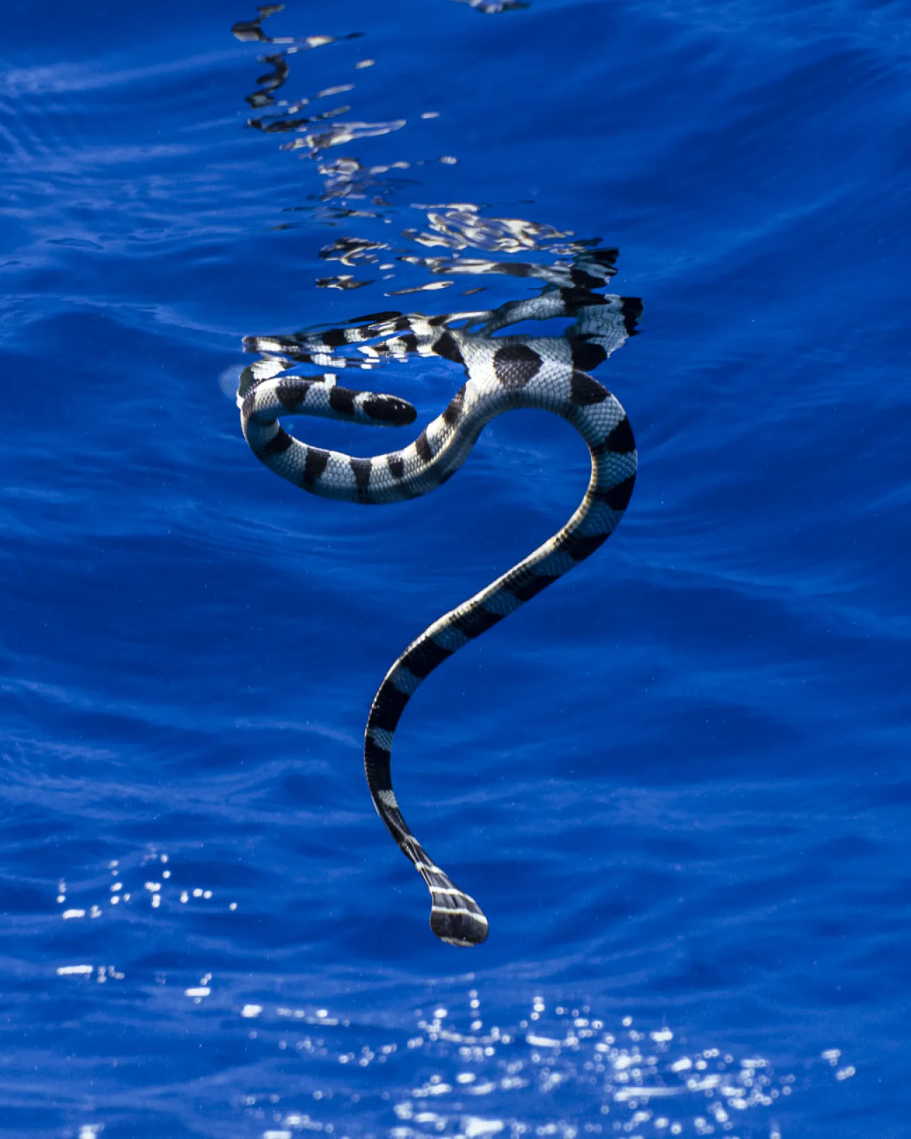 katuali or sea snake in Niue