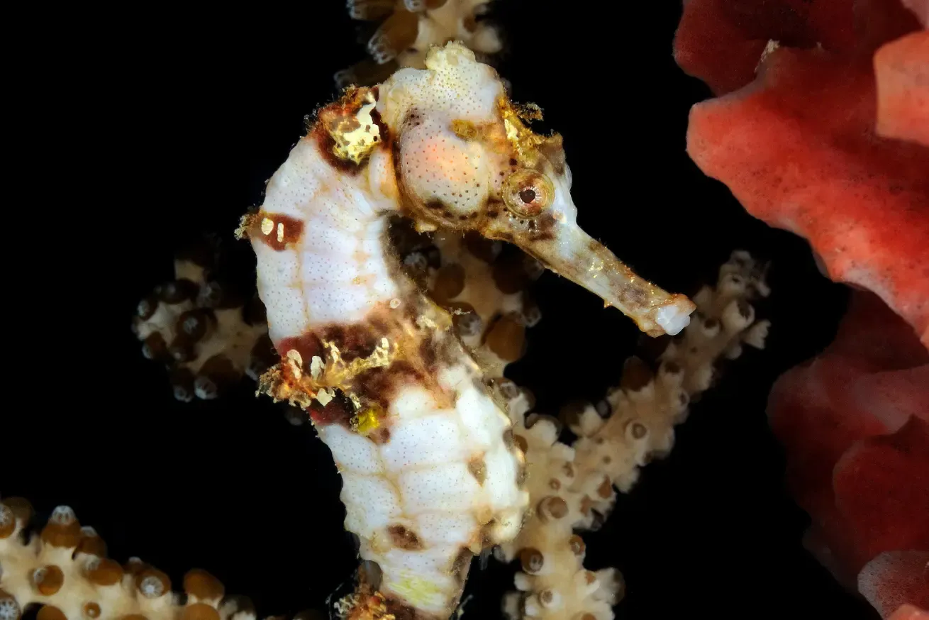 Photograph of a seahorse camouflaged among coral branches against a black background in Roatan.