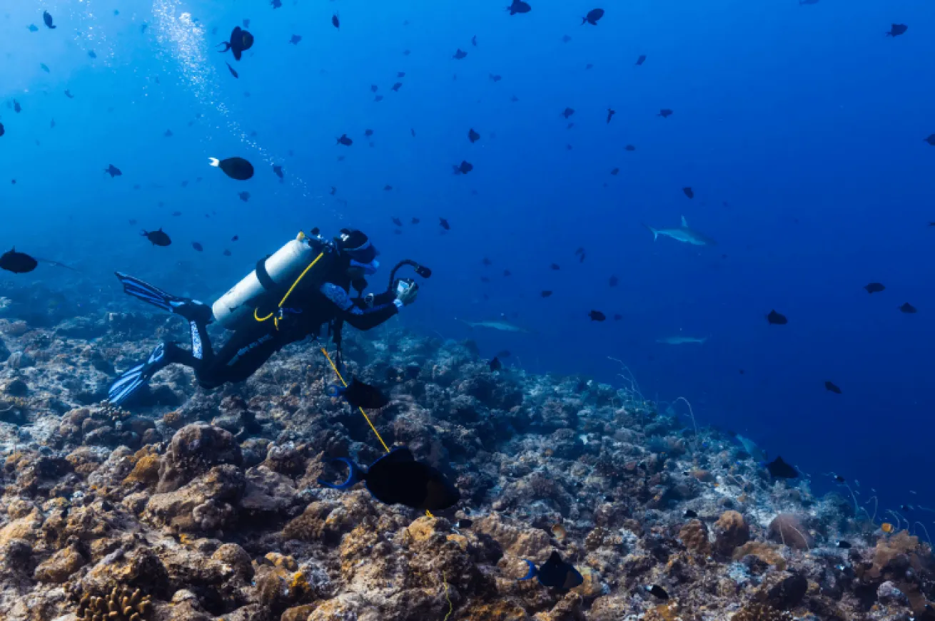 Sharks are common at many sites, and divers hook in to the reef to watch them pass