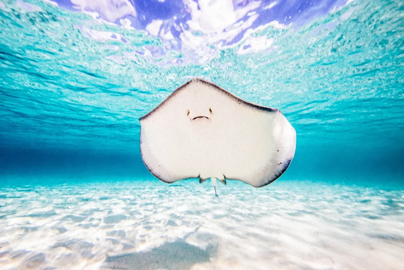 Southern stingray gliding over a sandy seafloor in the clear turquoise waters of Bimini, The Bahamas.