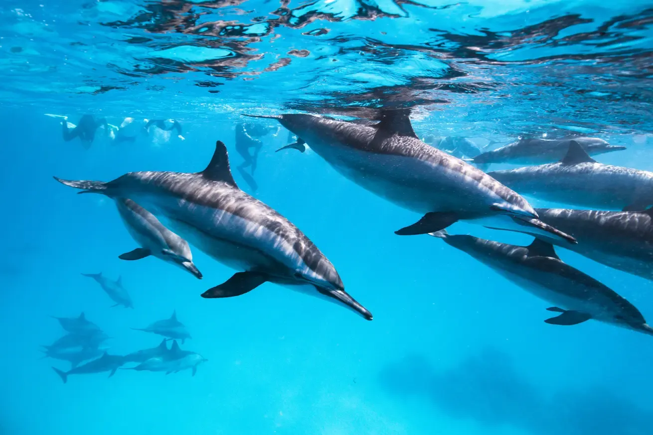 Spinner Dolphins spotted on an Aggressor Adventures liveaboard in the Red Sea.