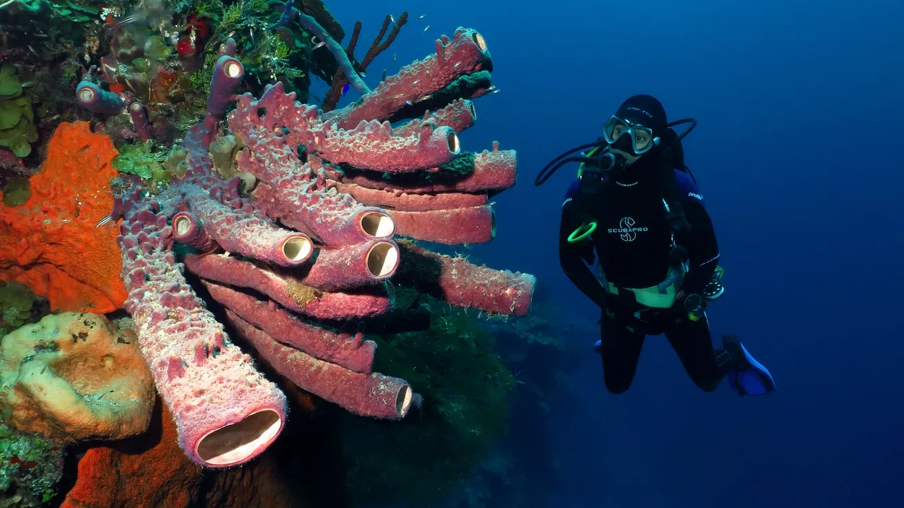 Scuba diver exploring colorful coral reef and tube sponges during Bahamas liveaboard diving with All Star Liveaboards