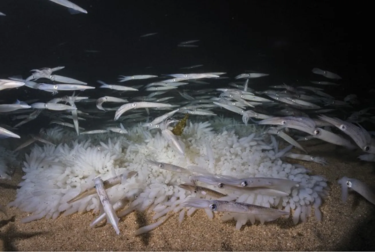 **Above, Below and Bottom:** Use wide, medium and tight shots to tell the story of a unique behavior such as market squid mating. Planning goes a long way when capturing good footage of ephemeral events.
