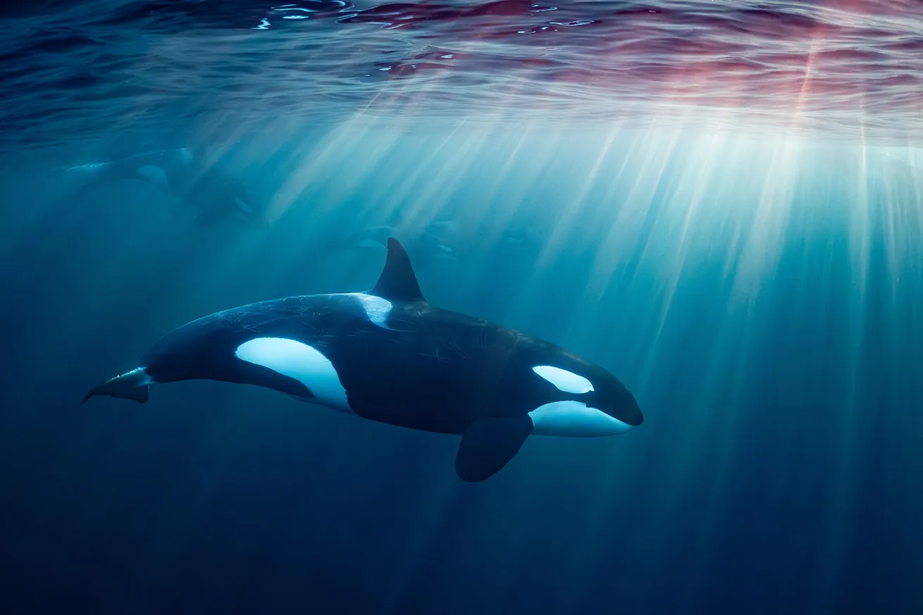 orca underwater in norway with sunrays coming through surface