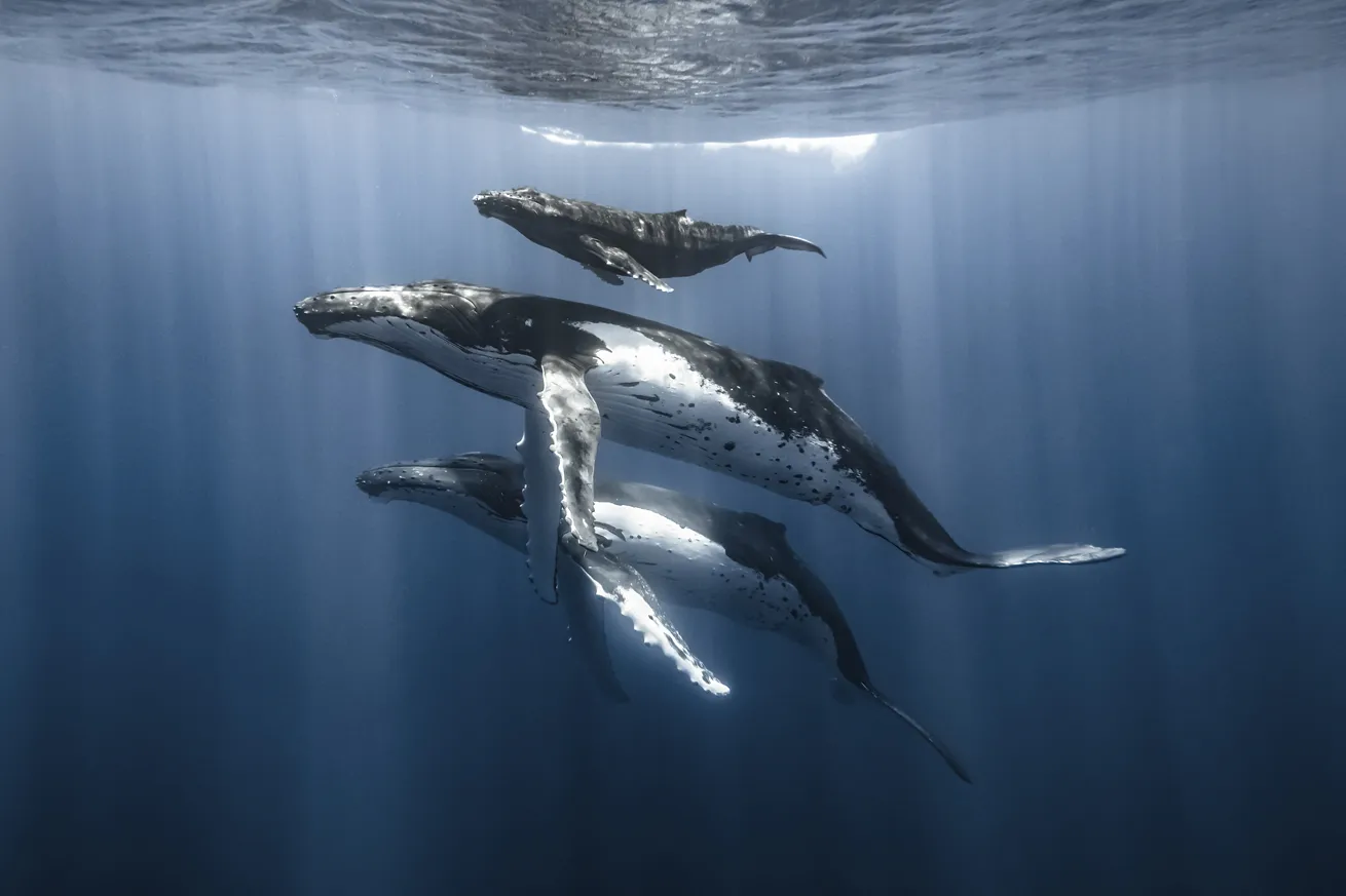 Humpback whales, protected in French Polynesia, migrate to the area to mate and reproduce during fall. 