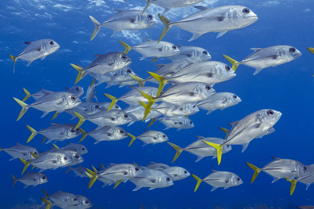 A school of horse-eye jacks
