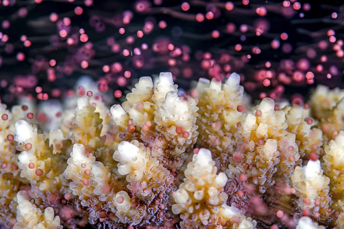 Location: Gulf of Aqaba, Eilat, Israel