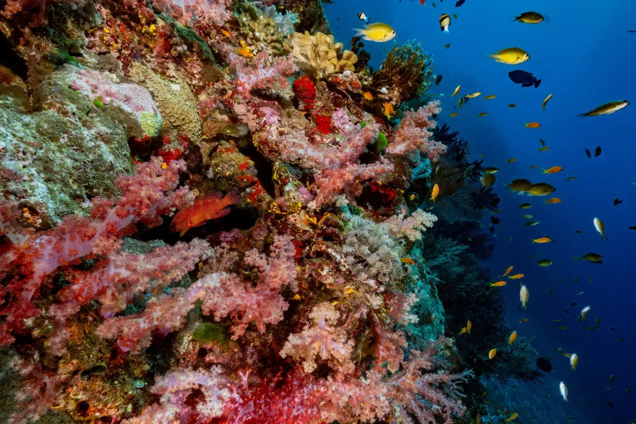 Photograph of a vibrant coral reef teeming with various colorful corals and small tropical fish in clear blue water.
