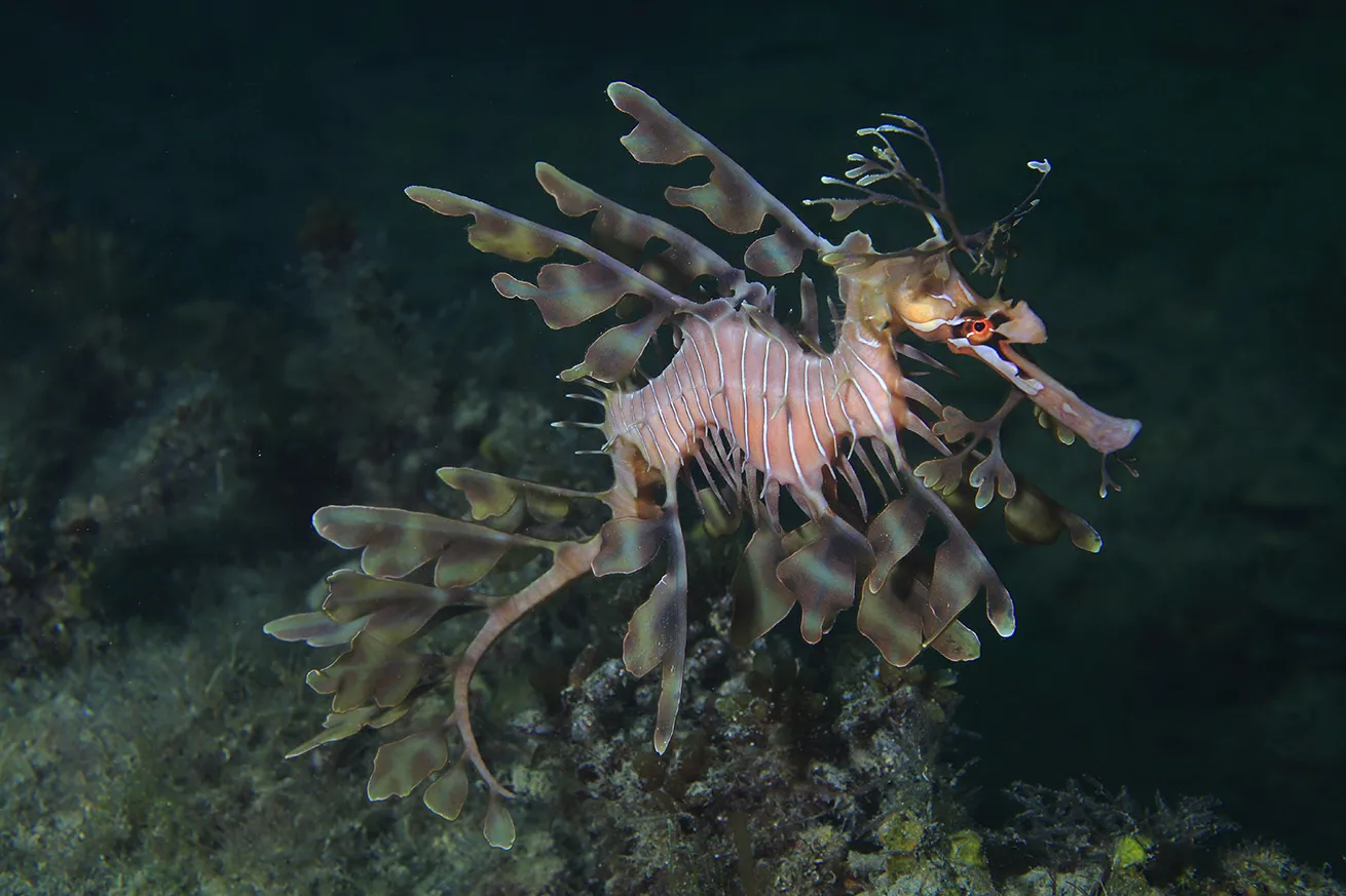 leafy sea dragon australia
