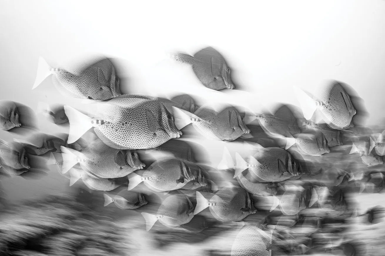 This image was captured with a Nikon D780 at a shutter speed of 1/3 of a second using rear-curtain sync. The slower shutter speed combined with speedier subjects makes for a faster-looking, more chaotic motion blur.

