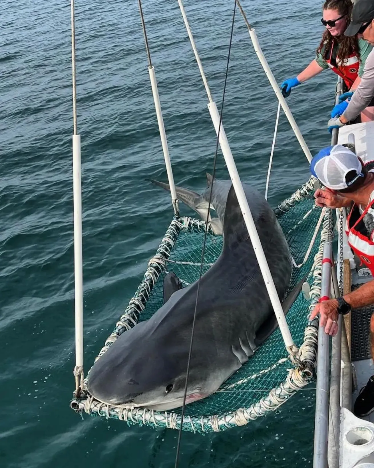 Scientists on deck anxiously await the opportunity to interact with the largest shark caught and successfully worked up on the VIMS Longline Survey in its 50-year history, a 13' 2.5" female tiger shark.