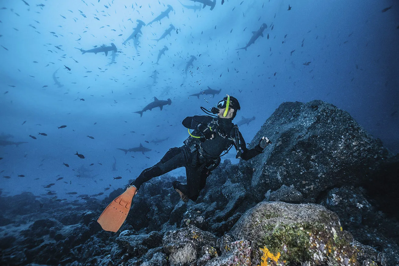 Galapagos is one of the few places on Earth to see schools of scalloped hammerhead sharks.