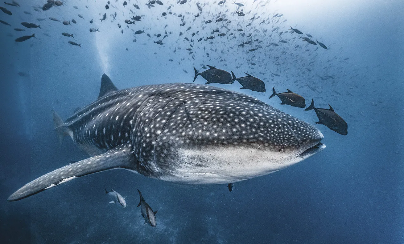 whale shark surrounded by jack fish in galapagos