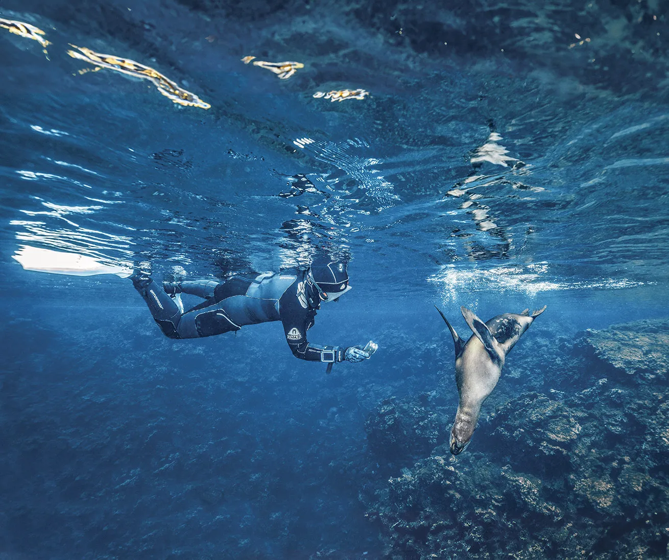 Even outside of diving, opportunities to interact with local marine life abound.