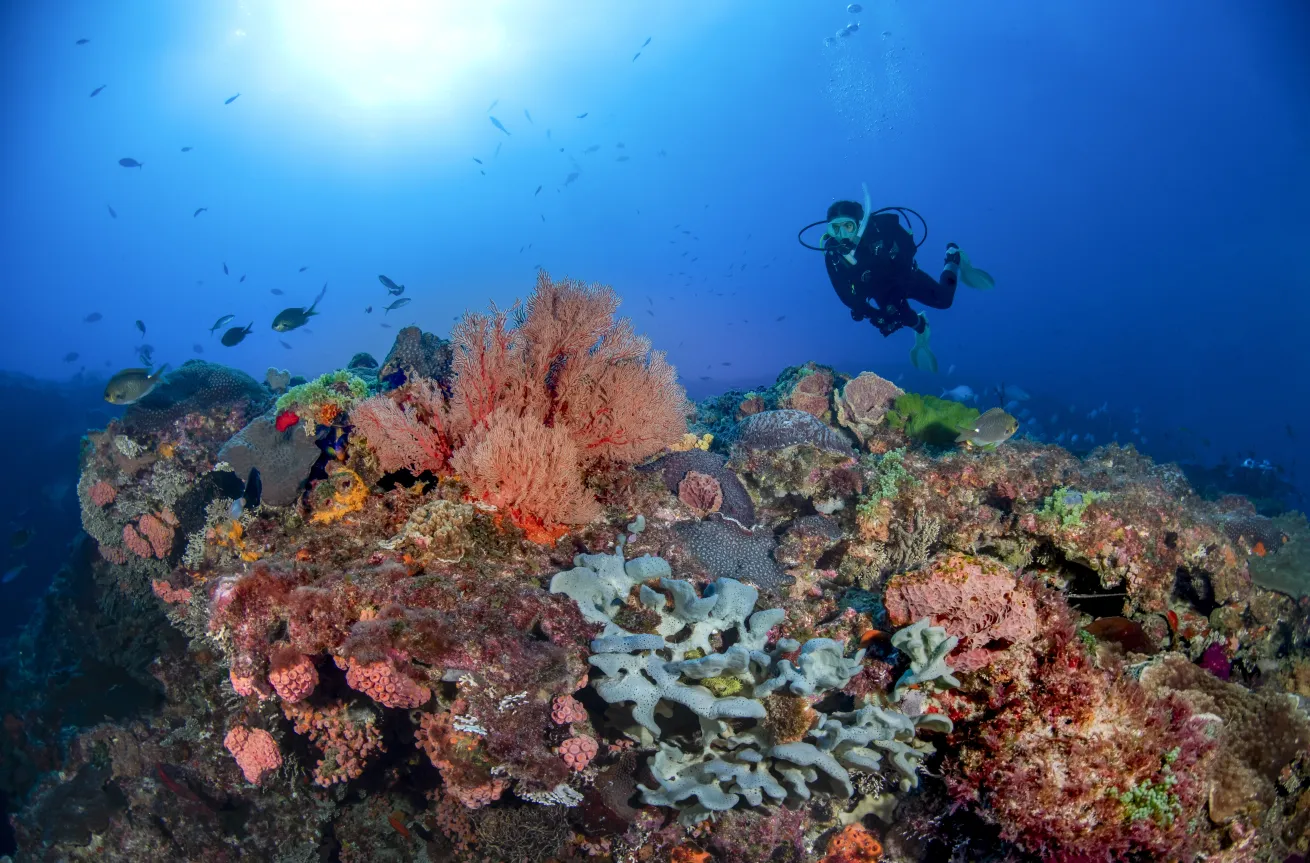 vibrant and colorful reef with a diver swimming above and lots of fish lord howe island australia 