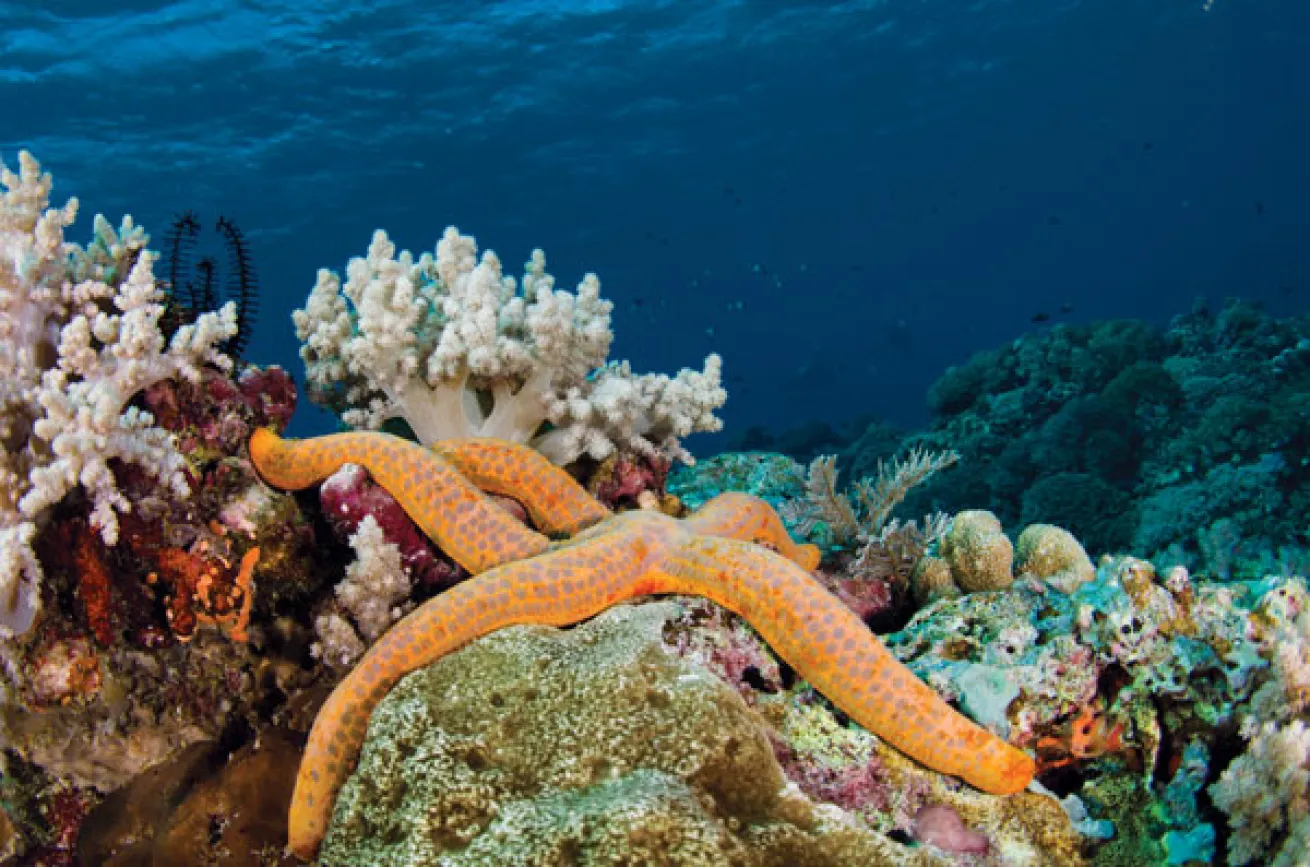 sea star Philippines  