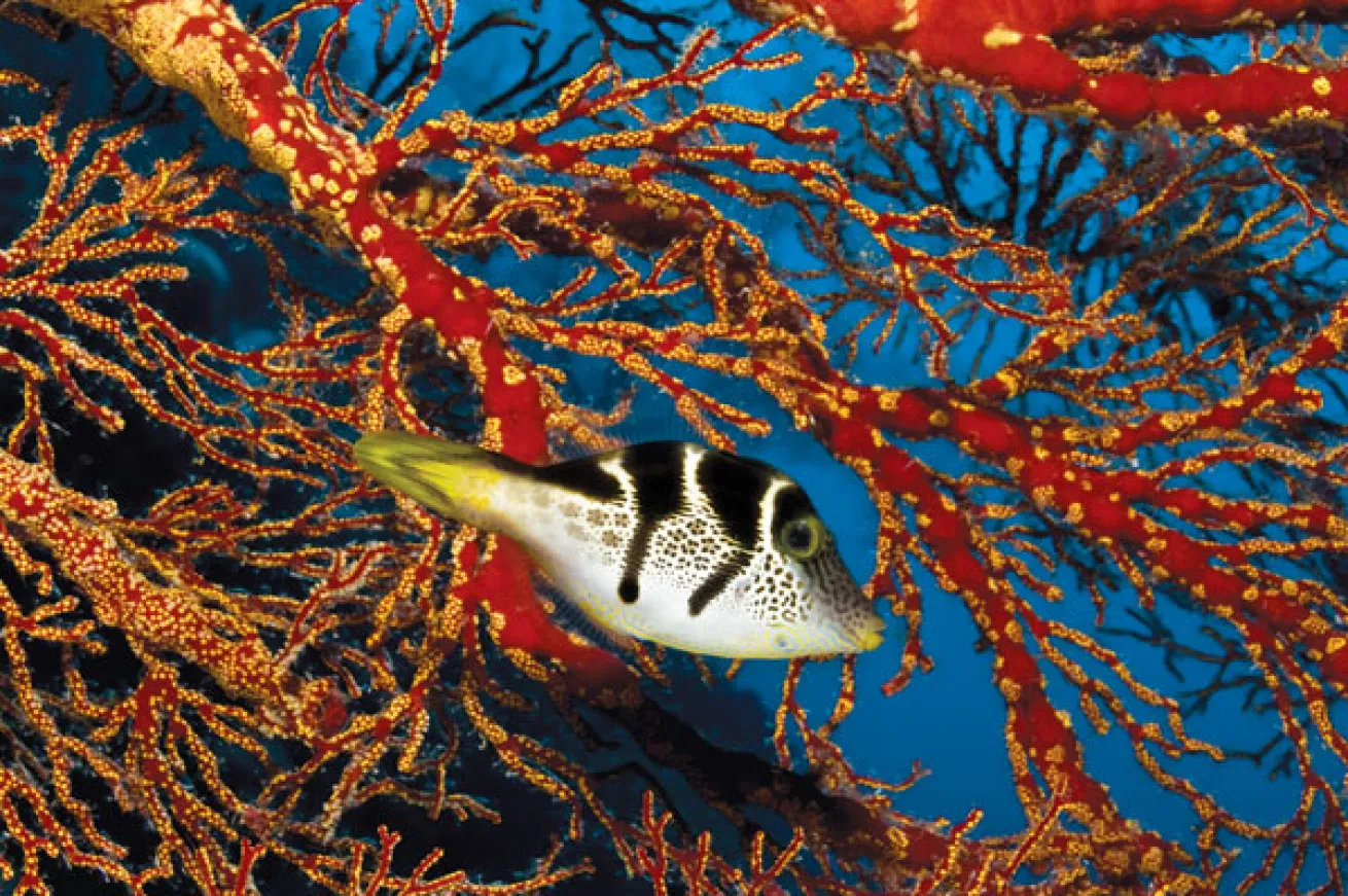 black saddled toby fish