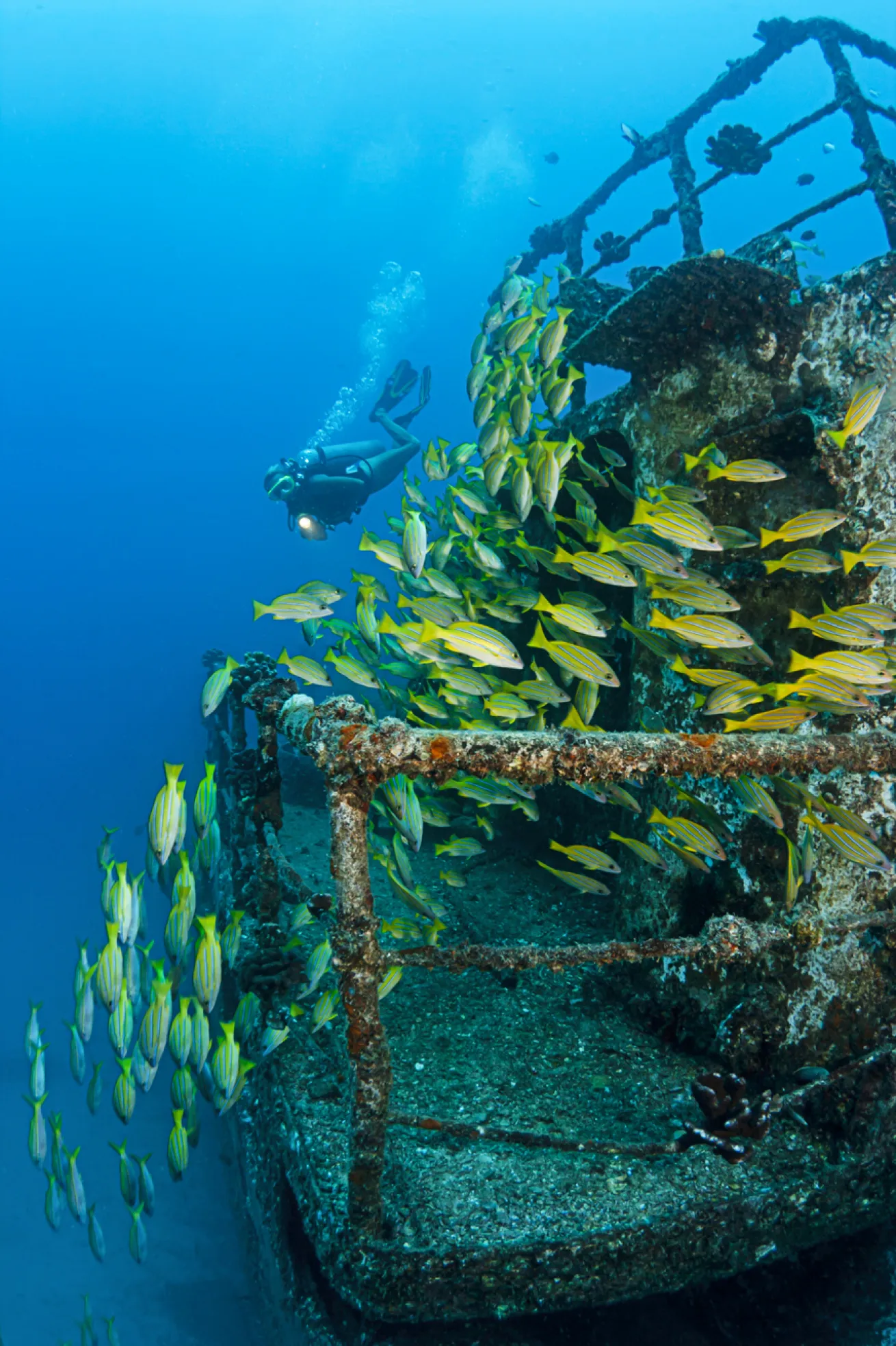 A diver watches a school of bluestripe snapper on the *Sea Tiger*