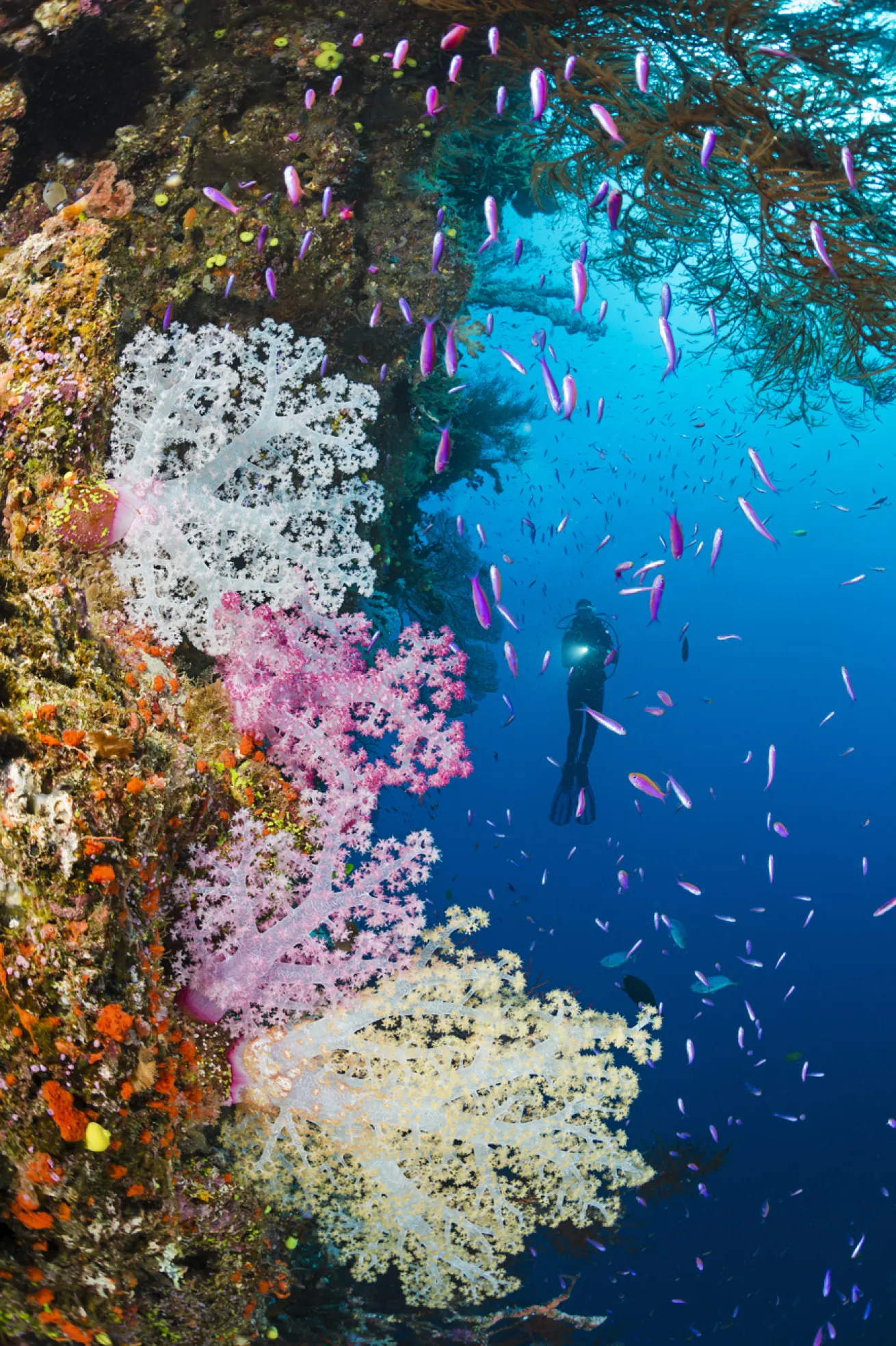 A diver approaches schooling anthias and alcyonarian coral in Fiji.