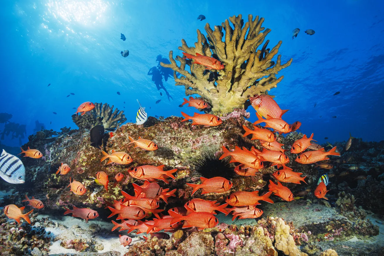 A school of shoulderbar soldierfish on the reef
