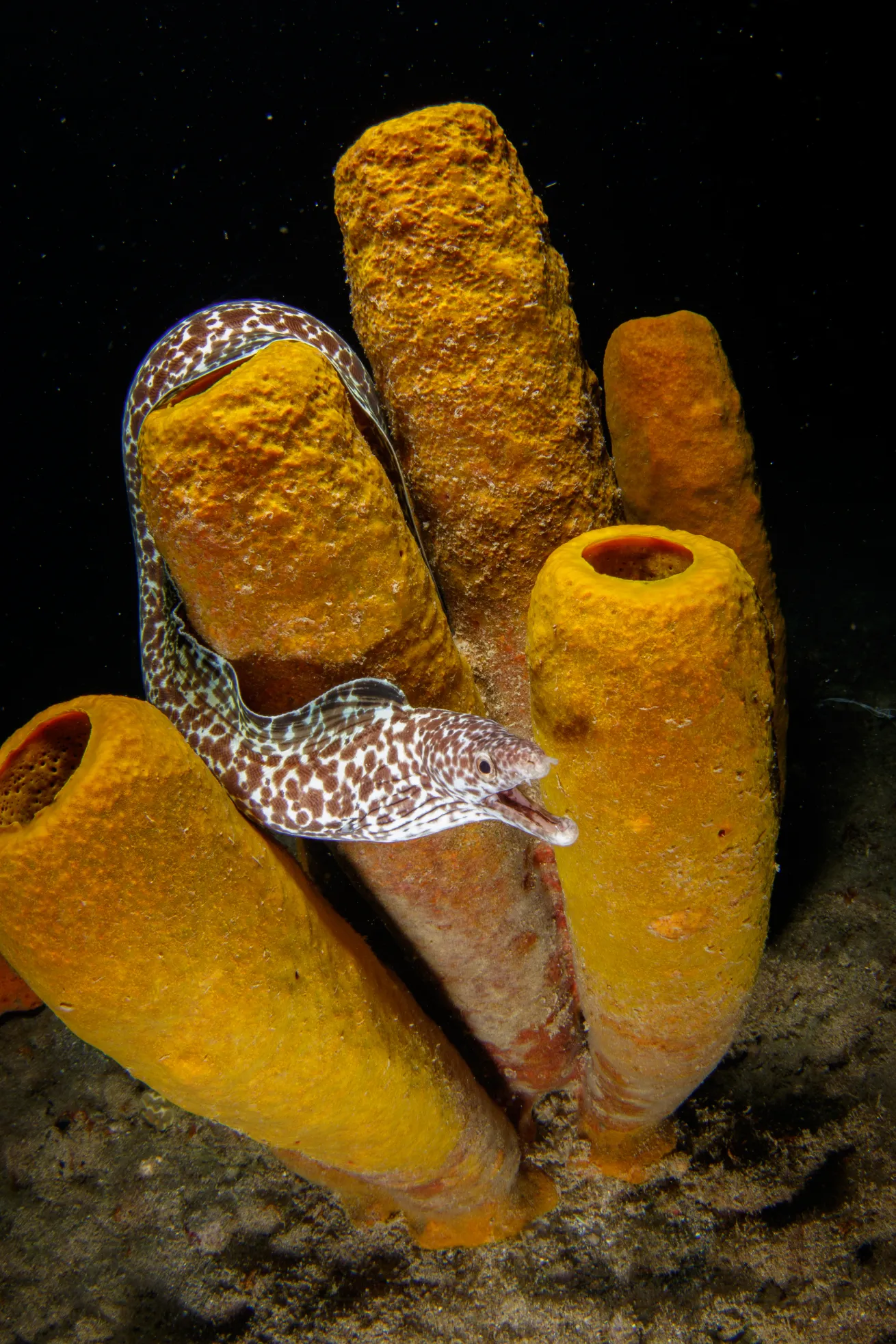 A spotted moray eel among yellow tube sponges in St Lucia. 