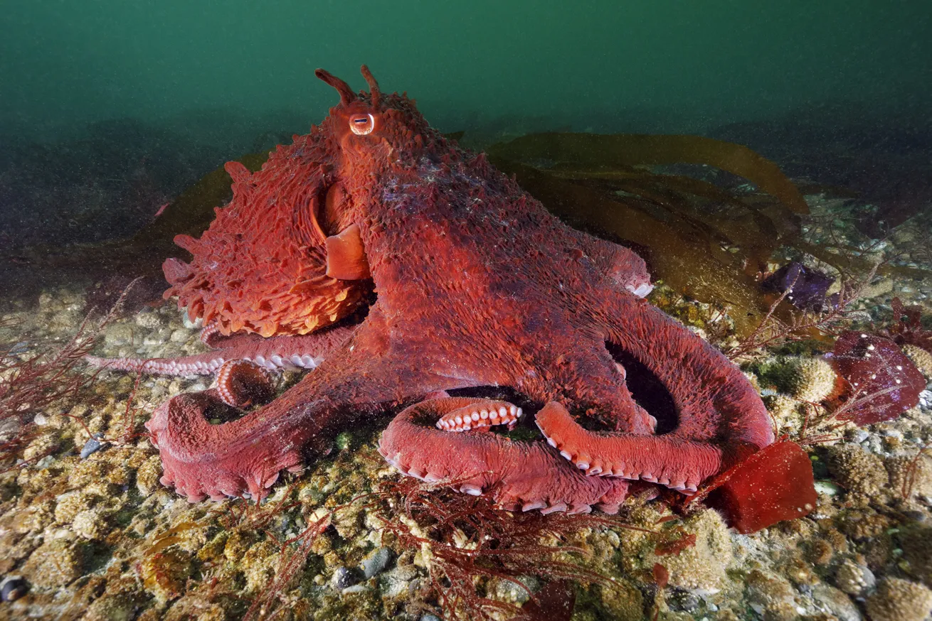 The giant Pacific octopus is one of the area’s most iconic species