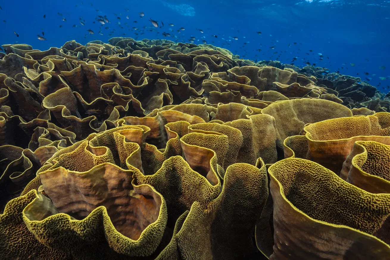 Healthy cabbage coral blankets the reef