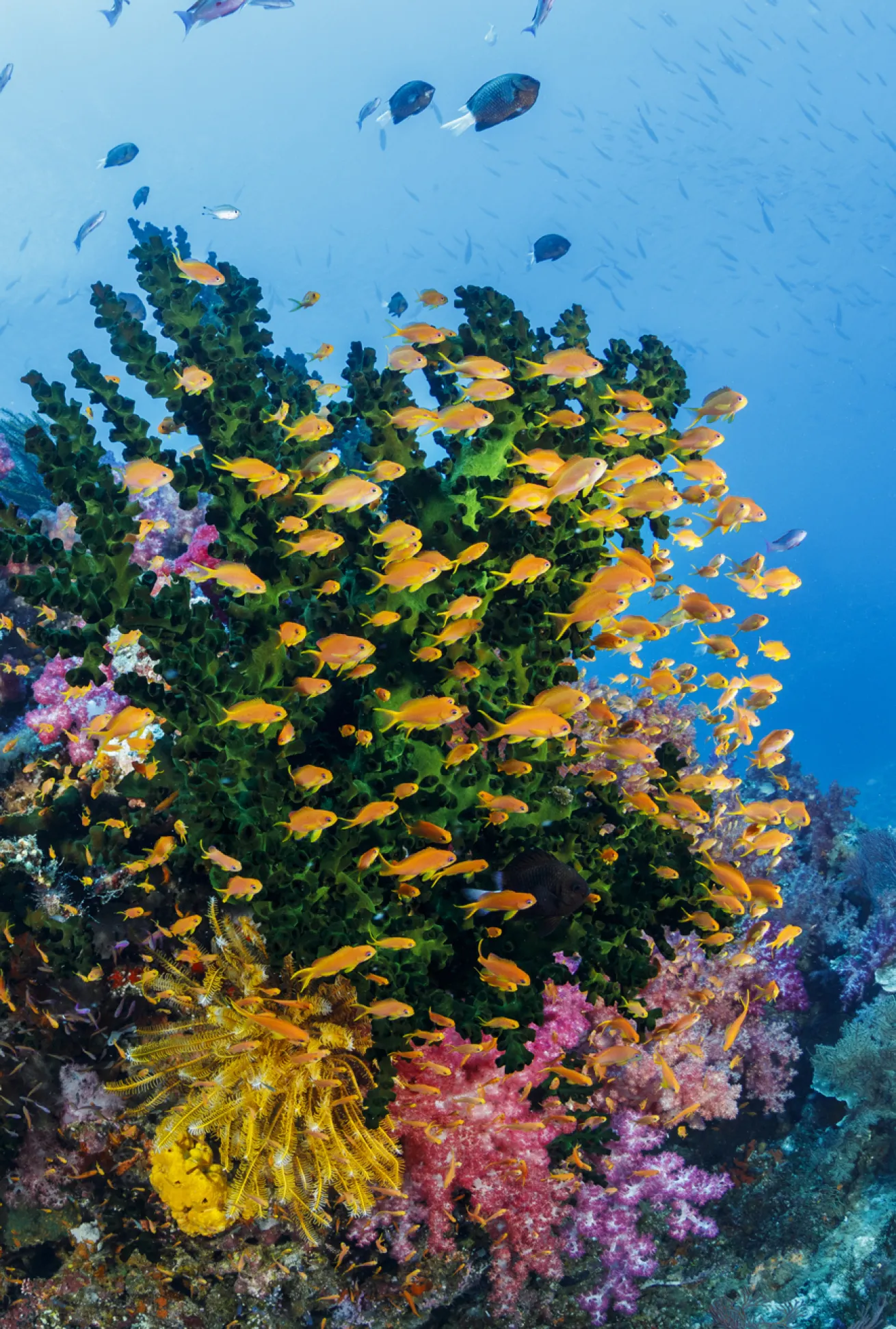 Schooling scalefin anthias.
