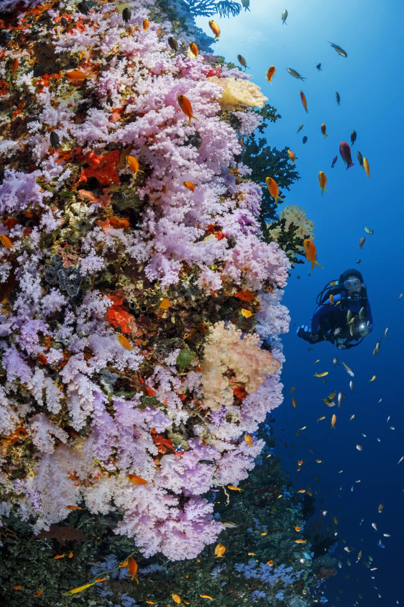 The iconic Great White Wall, covered in soft white corals that turn a pinkish hue under strobe lights, is a must-dive site on Fiji’s Rainbow Reef.
