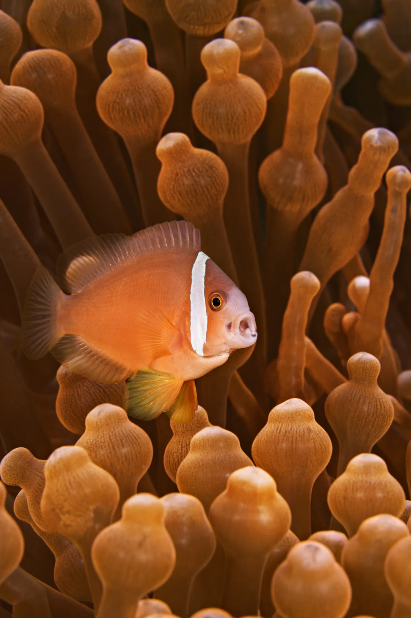 A Fiji anemonefish, endemic to this area of the South Pacific.