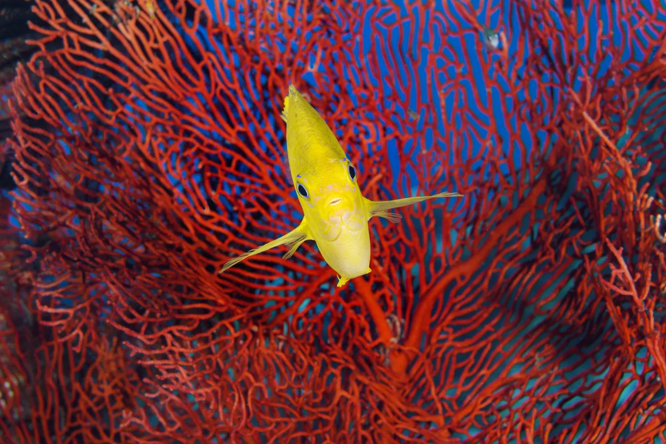 A golden damselfish and gorgonian sea fan add color to the reef.