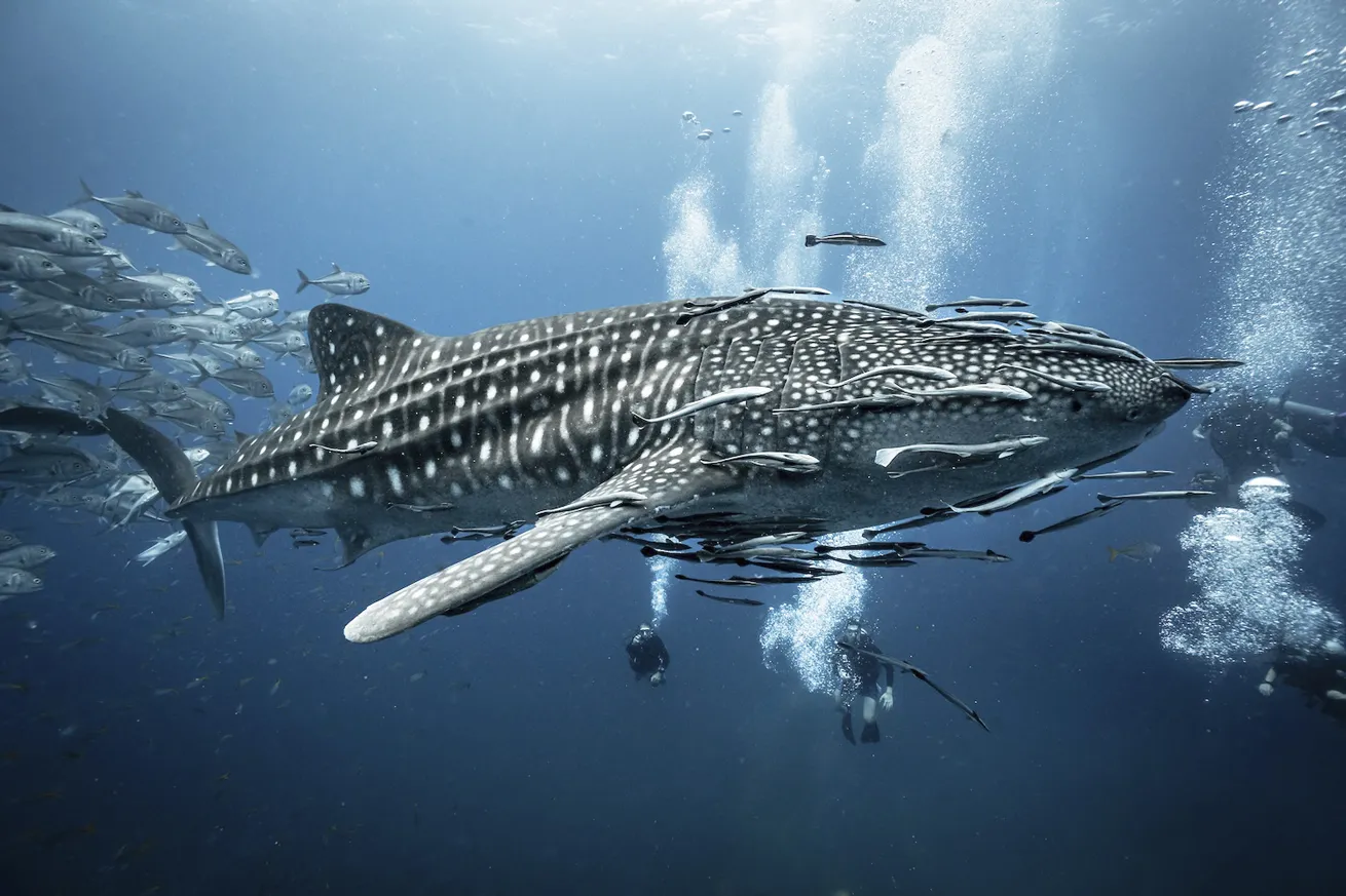 Whale sharks are year-round visitors in Koh Tao.