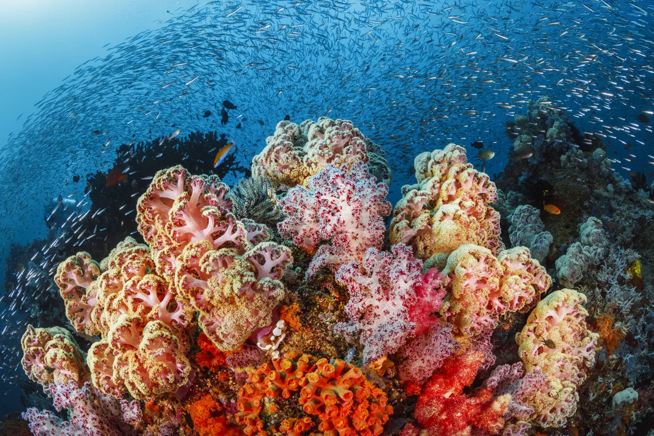 Soft corals decorate a lush, current-swept coral reef in Indonesia.