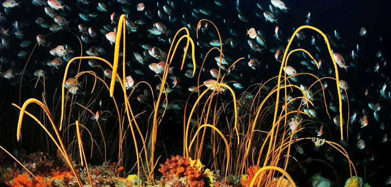 A shoal of butterfly perch congregates along Tasmania’s colorful seabed