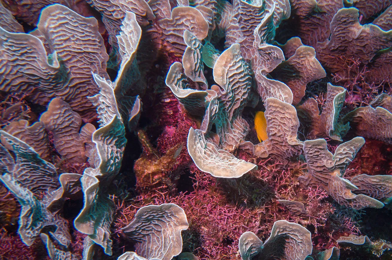 White ridge coral off the Rosario Islands (Islas del Rosario), Colombia