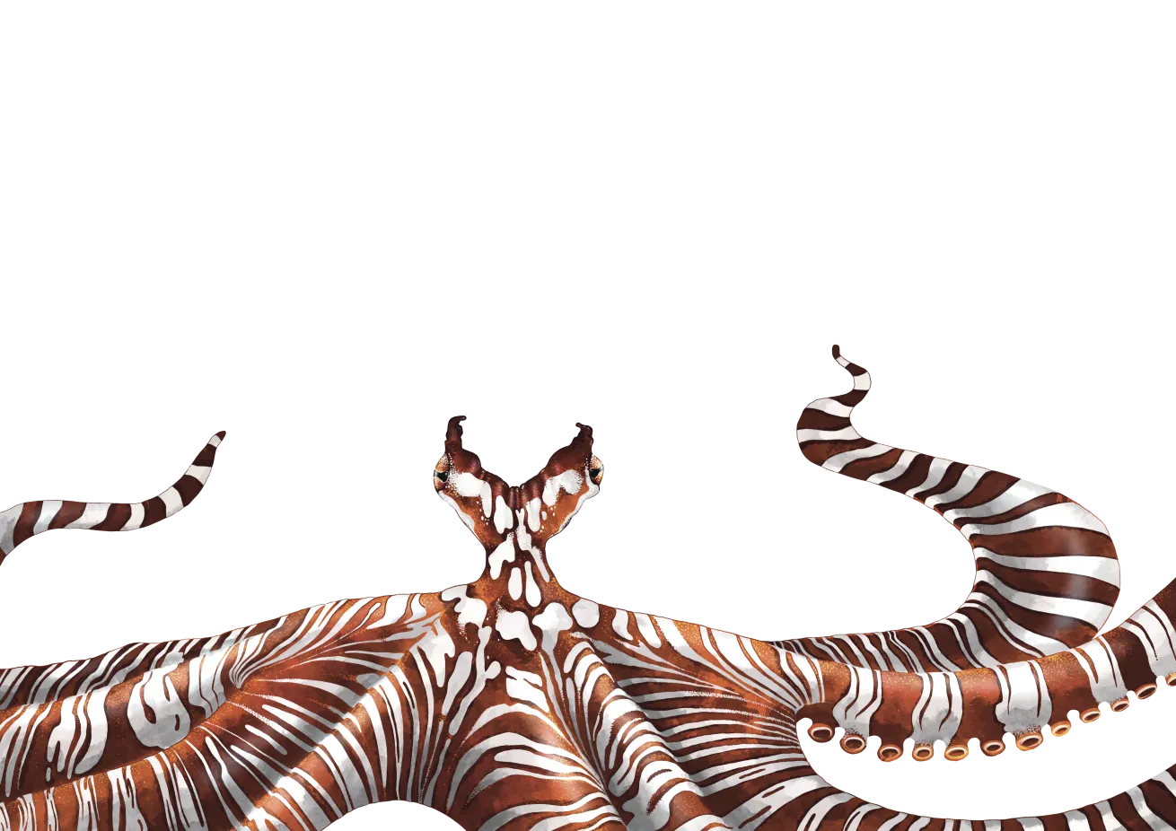 Wunderpus octopus
