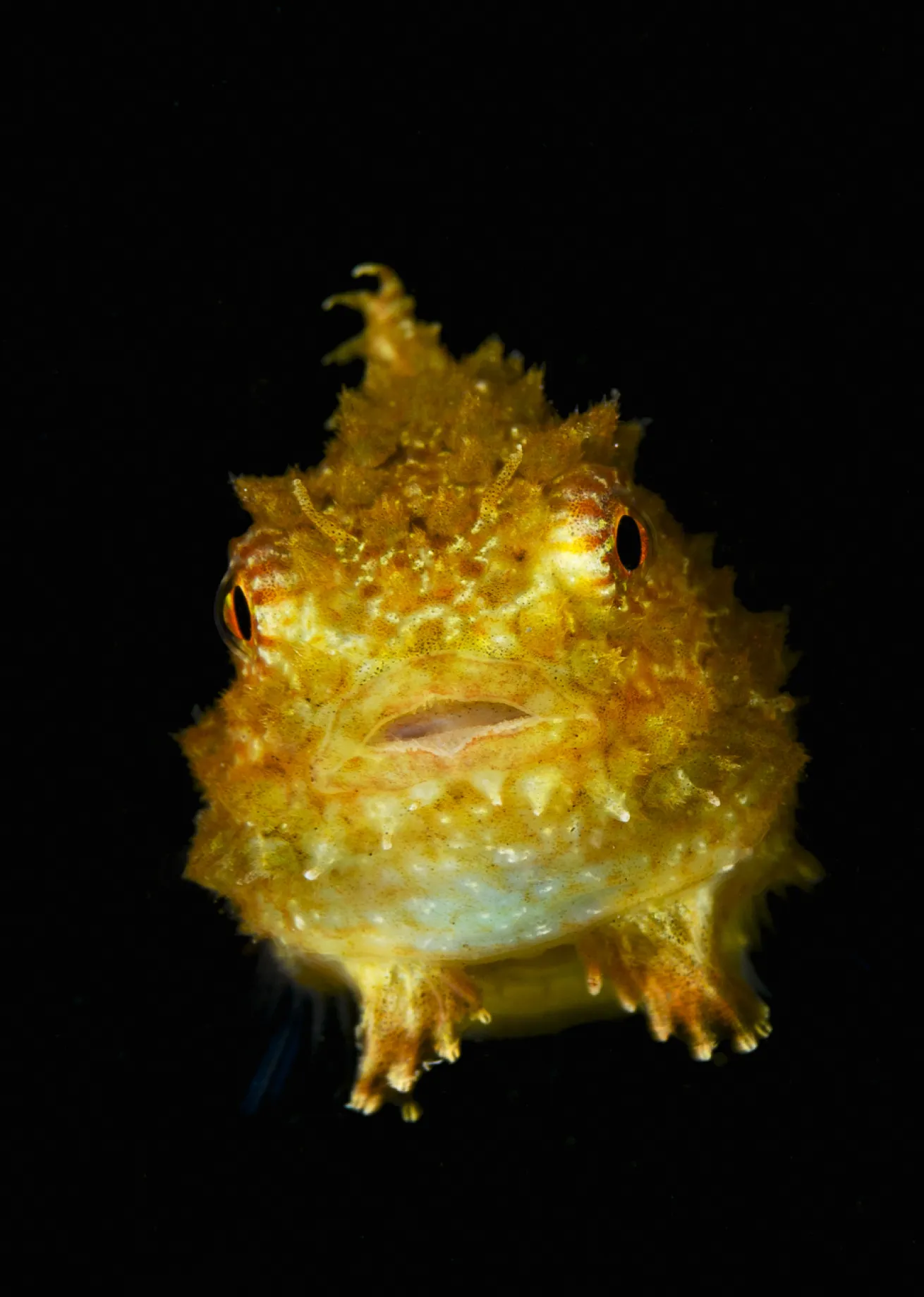 Pacific spiny lumpsuckers can be found at night feeding on small crustaceans.