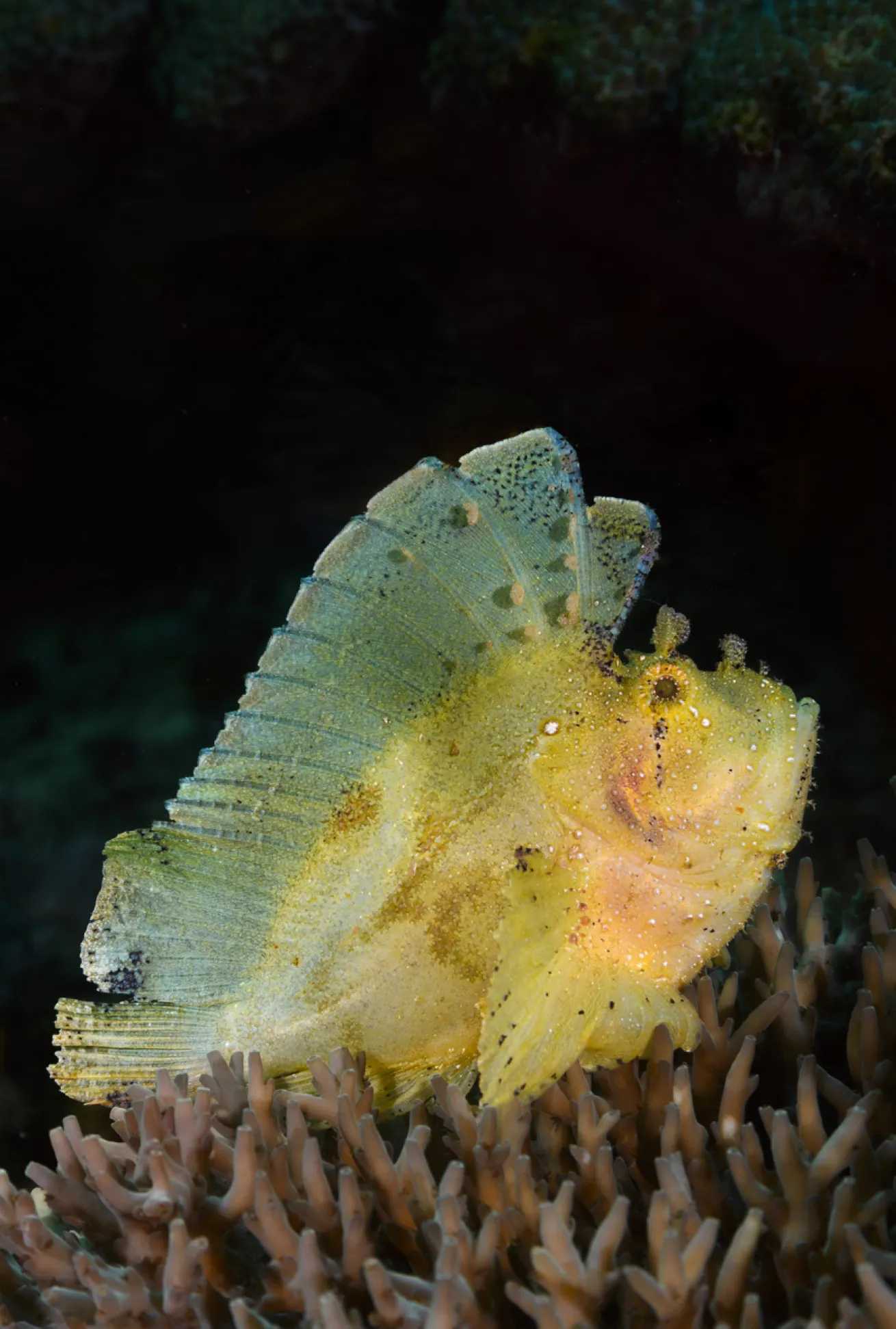 A proud leaf scorpionfish glows at Moalboal’s Tongo dive site.