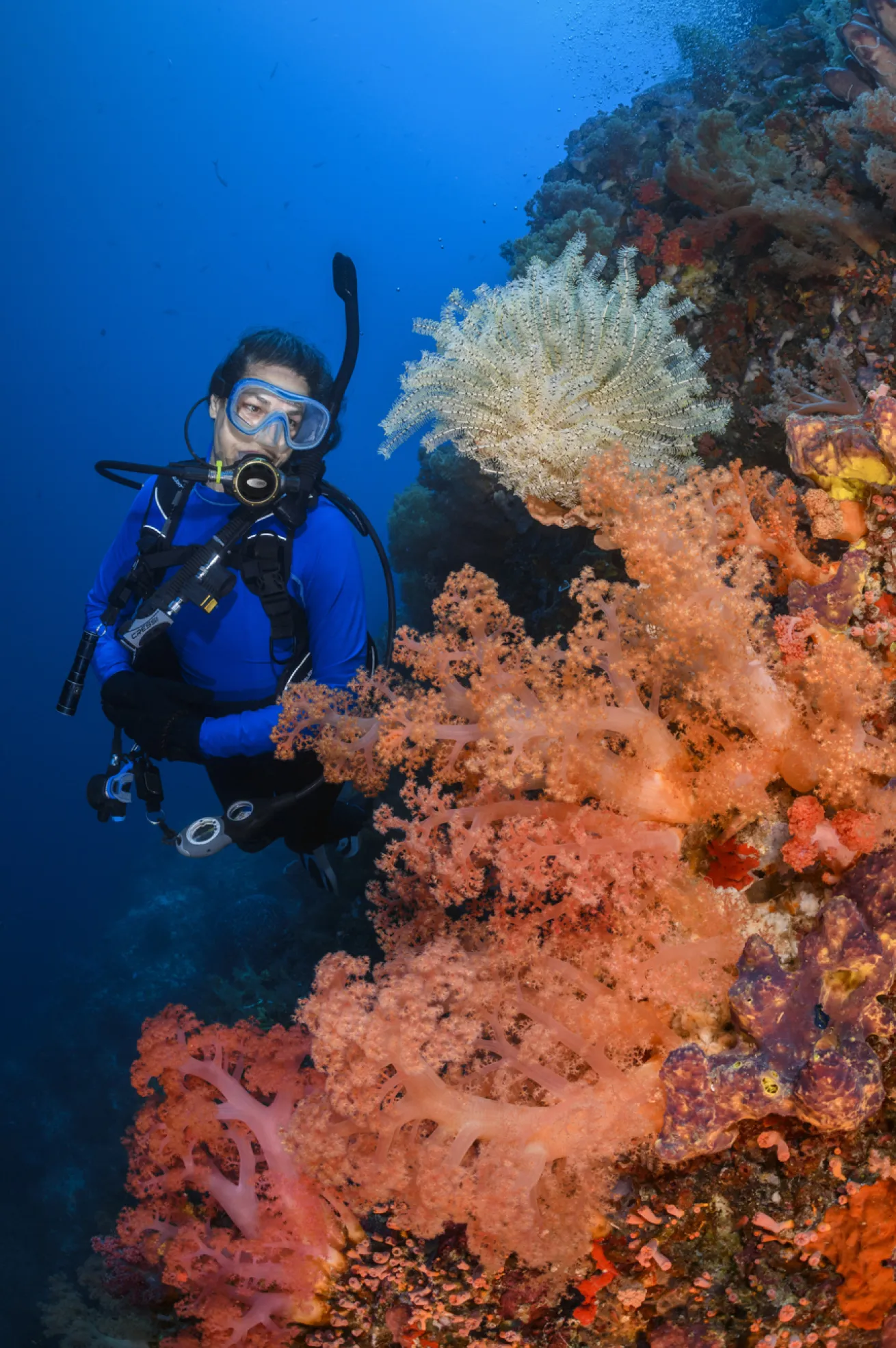 Soft corals and a crinoid impress a diver at 80 feet on Pescador Island’s sheer wall.