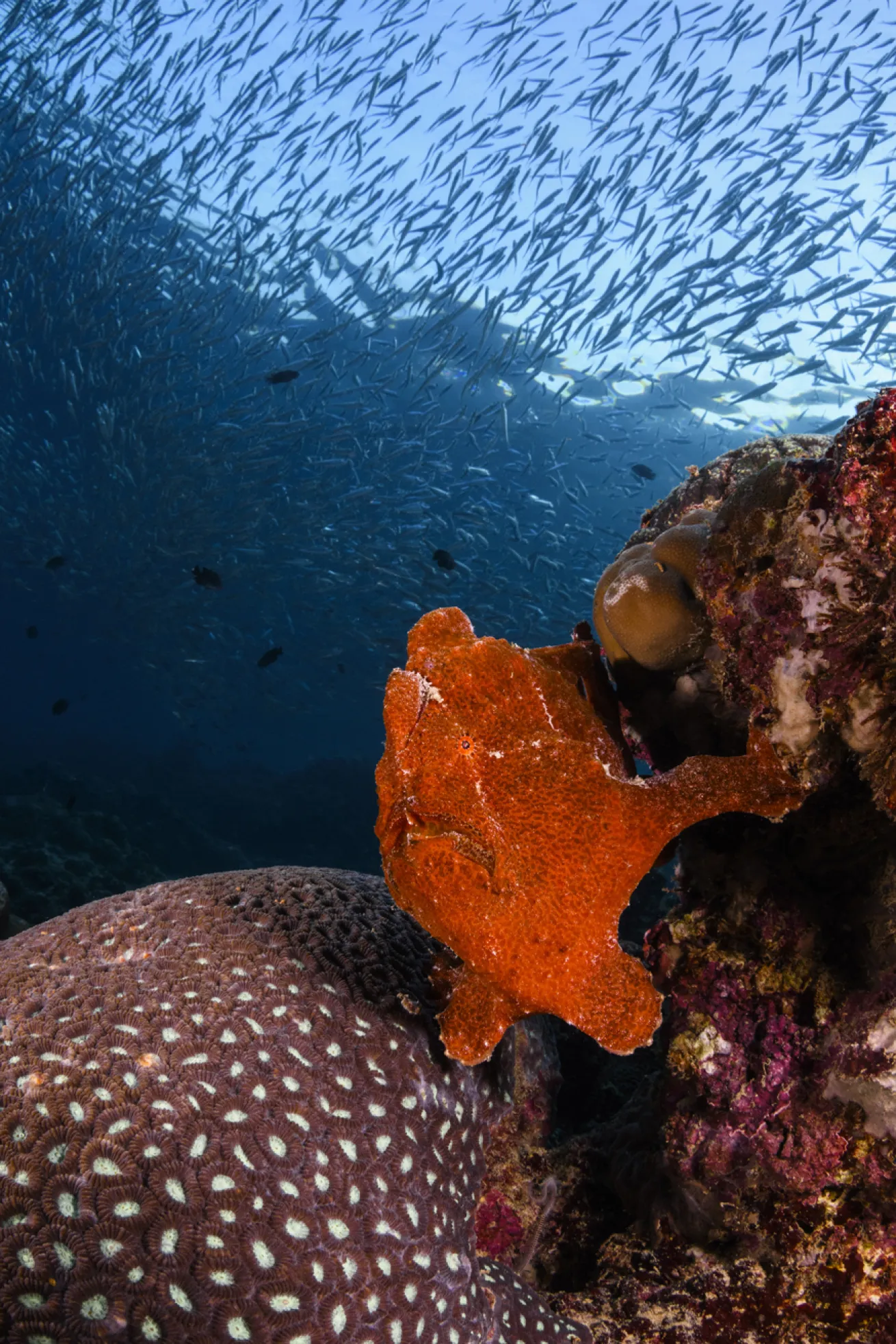 A volleyball-size Commerson’s frogfish poses beneath a river of sardines in the shallows at the top of the slope on Savedra Dive Center’s house reef.