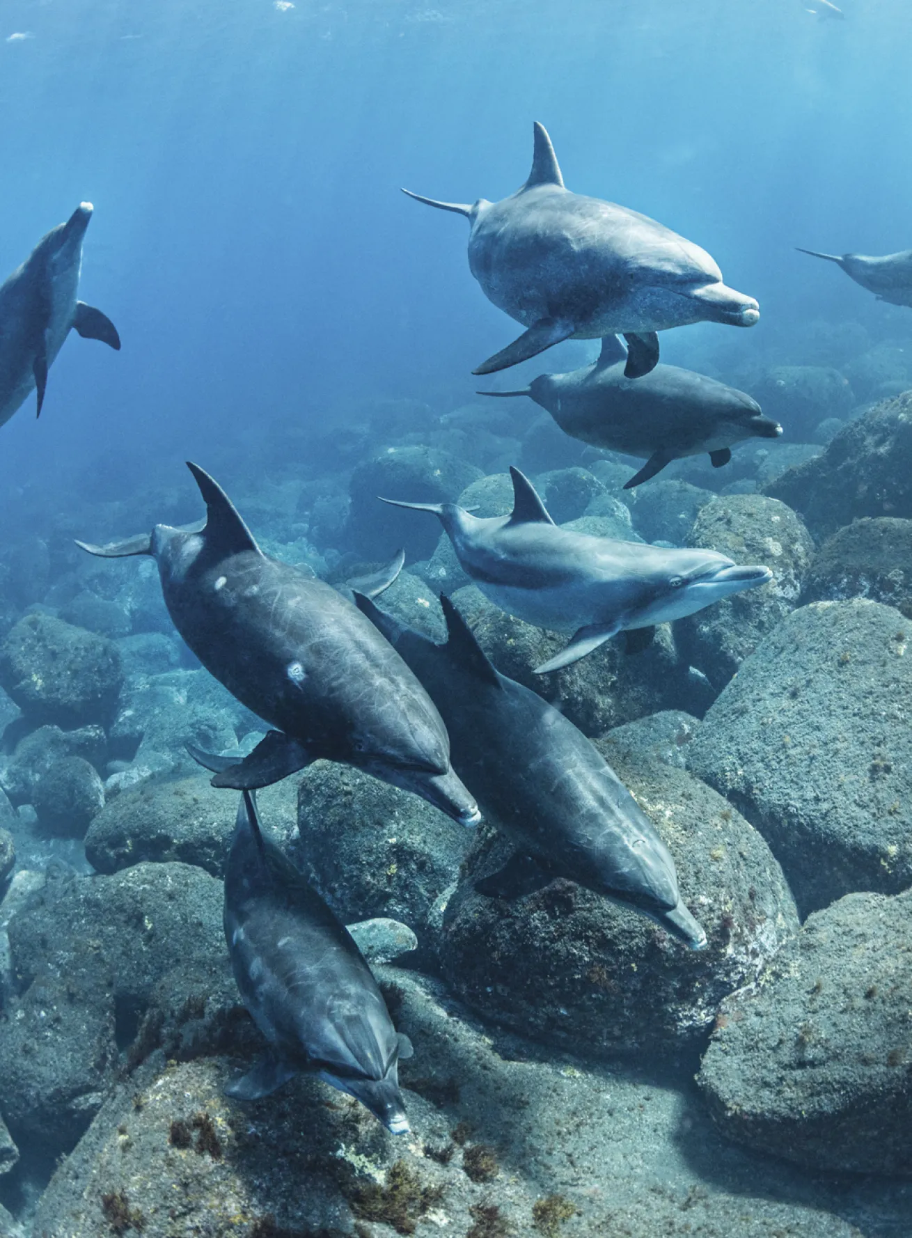A pod of playful bottlenose dolphins swims close to the rocky bottom just off the shore of Mikura-jima Island.