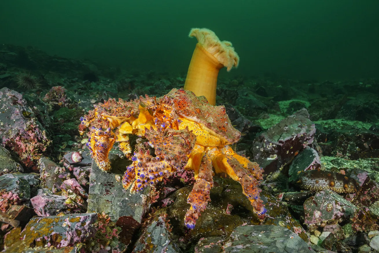 The Puget Sound king crab’s vibrant blue spots stand out against shades of orange.