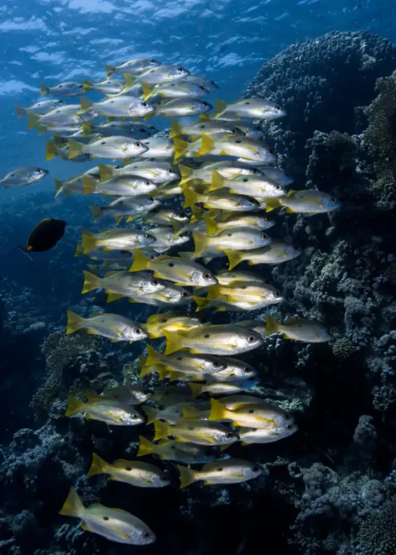 School of Yellowfin Goatfish by wall of coral in the Red Sea.