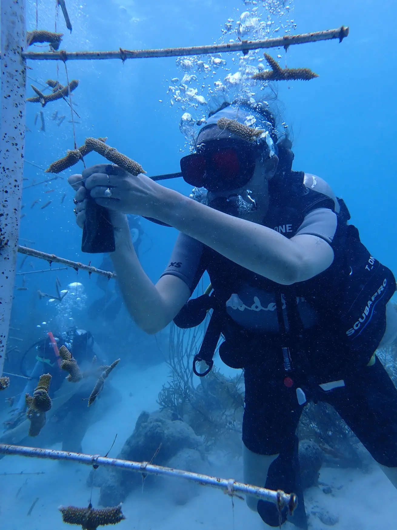The author cleans a coral nursery as part of an initiative of [BRANCH Coral Foundation](https://branchcoralfoundation.com/).