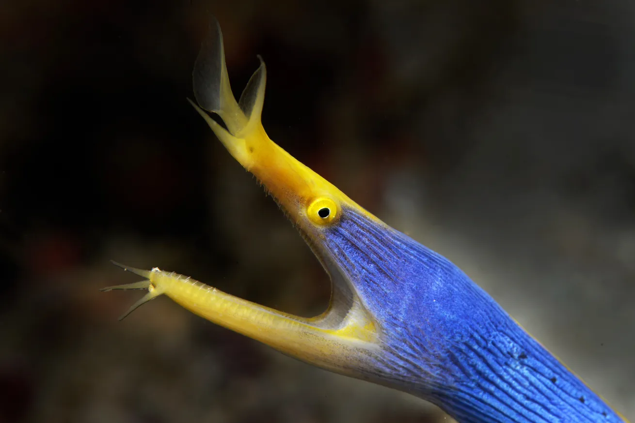 A grinning ribbon eel

