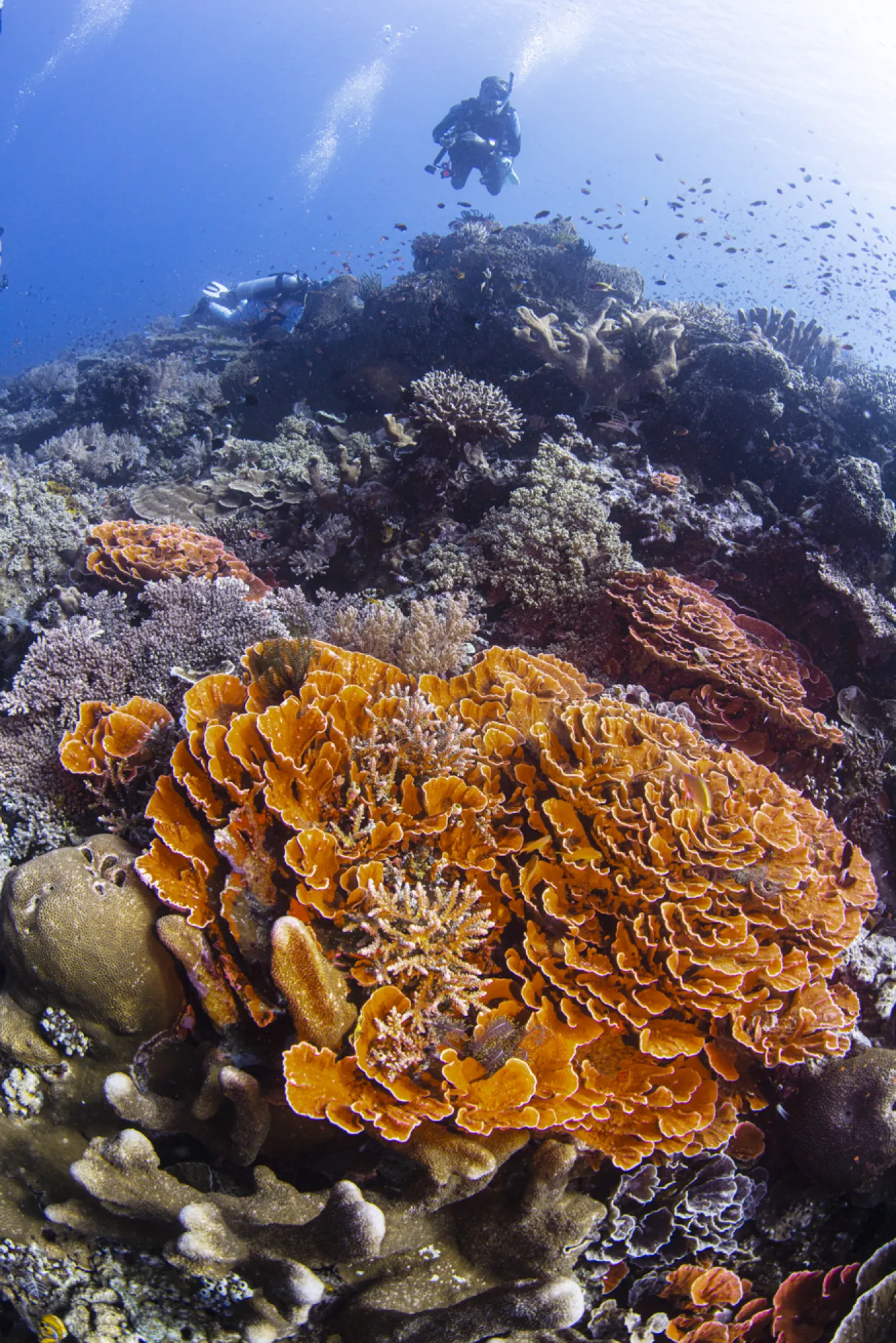 Ruffled orange whorls stack into a living reef sculpture.
