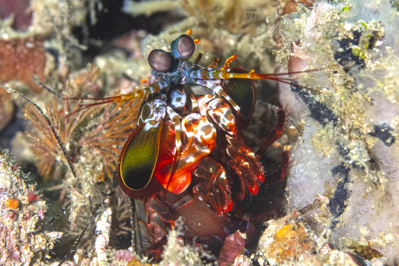 A peacock mantis shrimp pokes its head out of its den to watch divers pass.